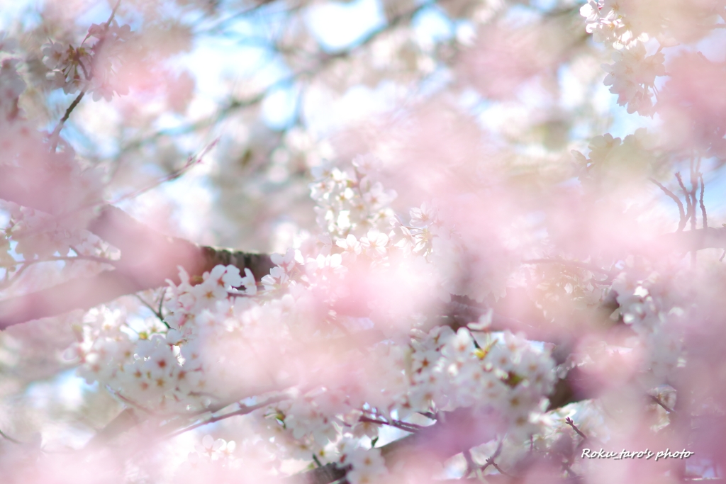 春霞み彡