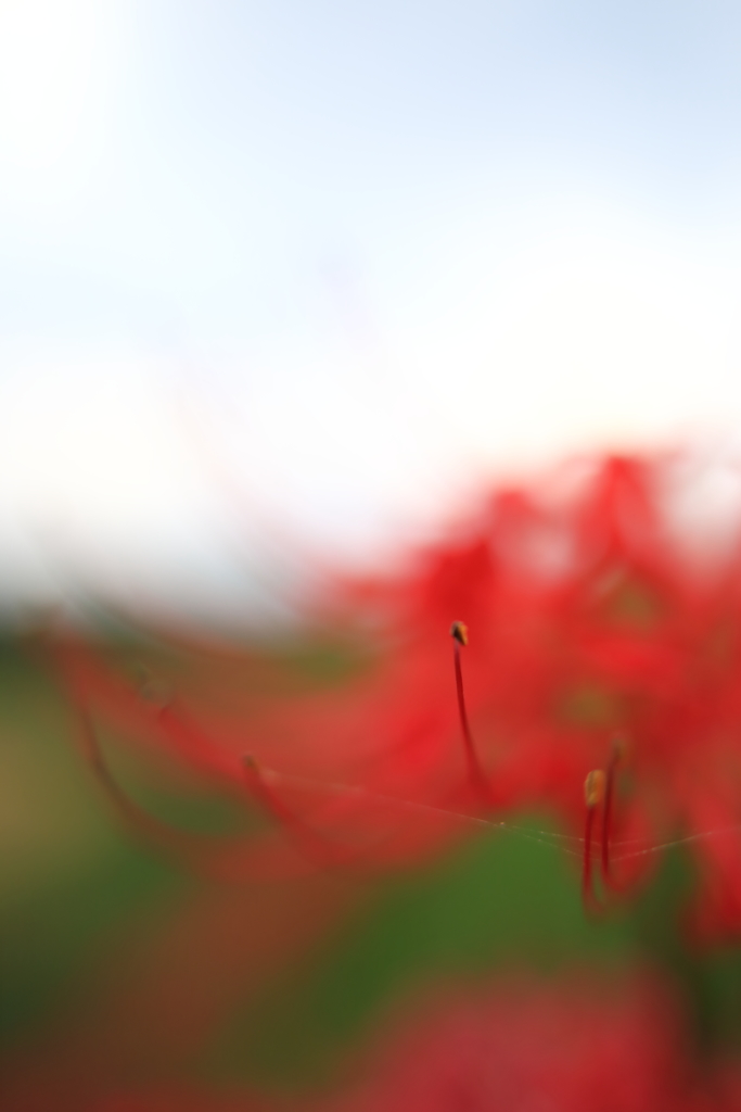 Red spider…蜘蛛の巣を添えて♪