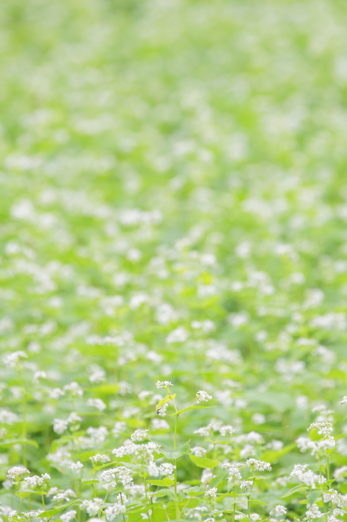 蕎麦の花…一面に咲誇る