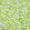 蕎麦の花…一面に咲誇る