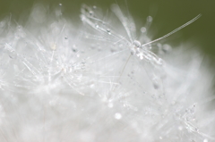 Fresh water drops