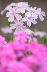 さくらっぽい…芝桜