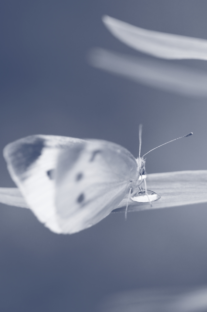 Cabbage butterfly drinking water…