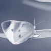 Cabbage butterfly drinking water…