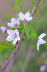 葉と…花と…進みゆく時間と…