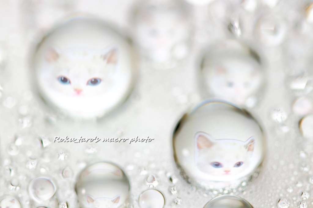 jewelry cat's