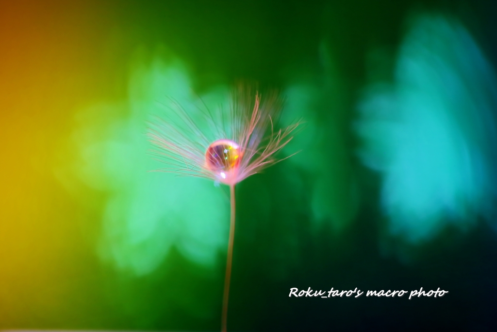 Flower shade　(*^^*)