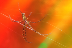 Rainbow's Spider