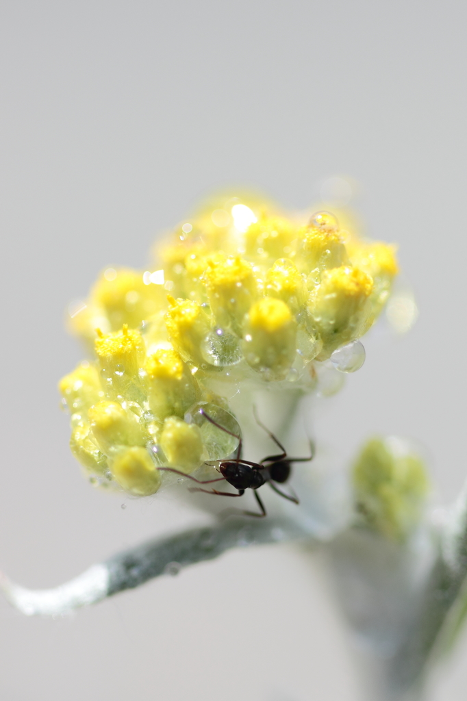 蜜も…宝石も…独り占め