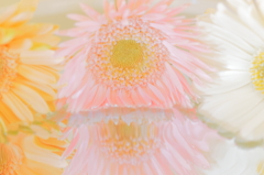 Pastel Flower