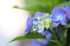 梅雨晴れ…庭の紫陽花