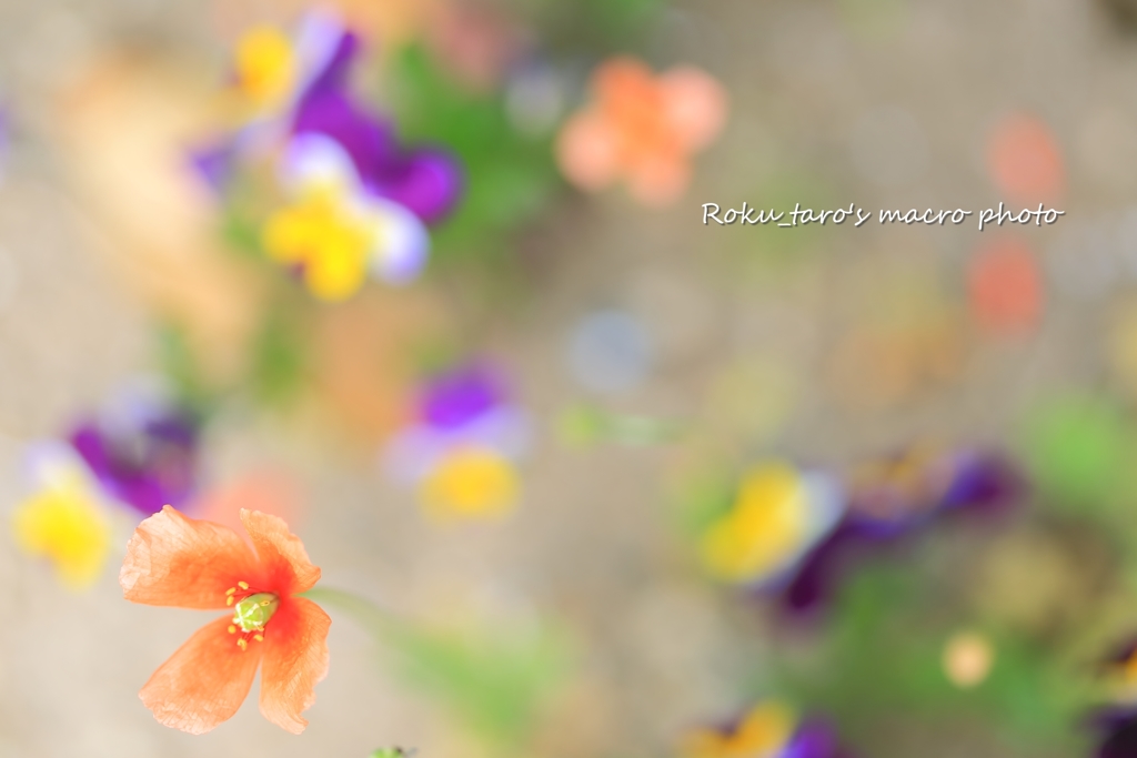 Spring-colored girls　春色の女の子たち…