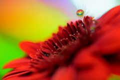 Gerbera and fluff and drops