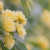 春彩...milky-yellow