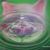 猫珠きらり☆彡
