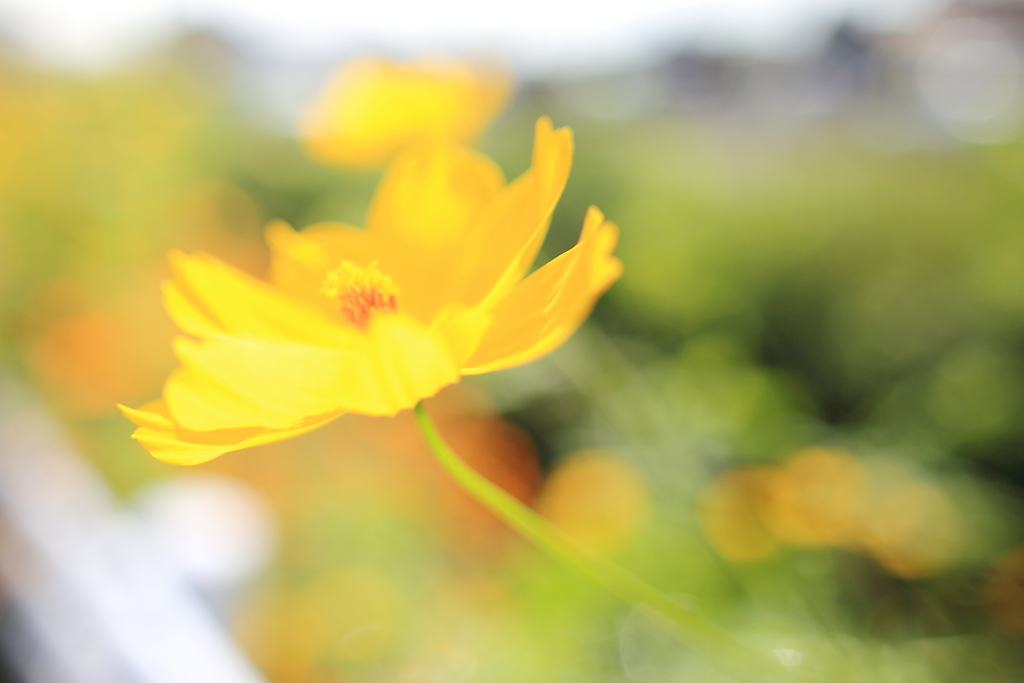 Bloom like the sun.(*^^*)