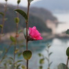 岬をのぞむ