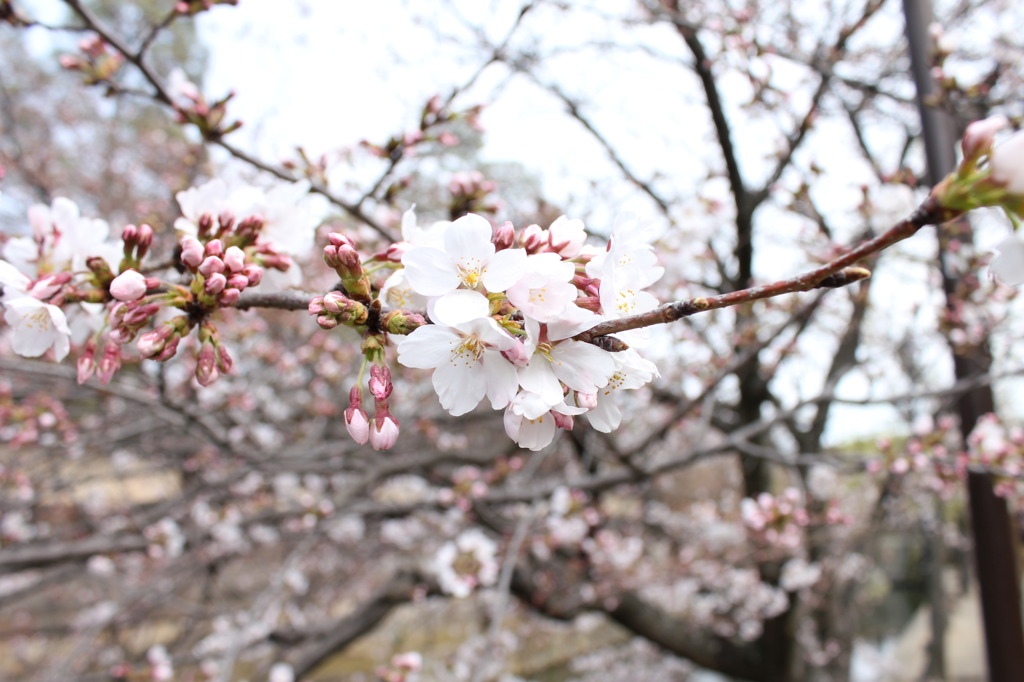 桜