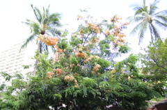 お花