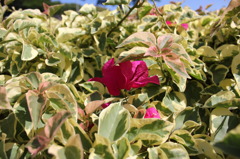お花