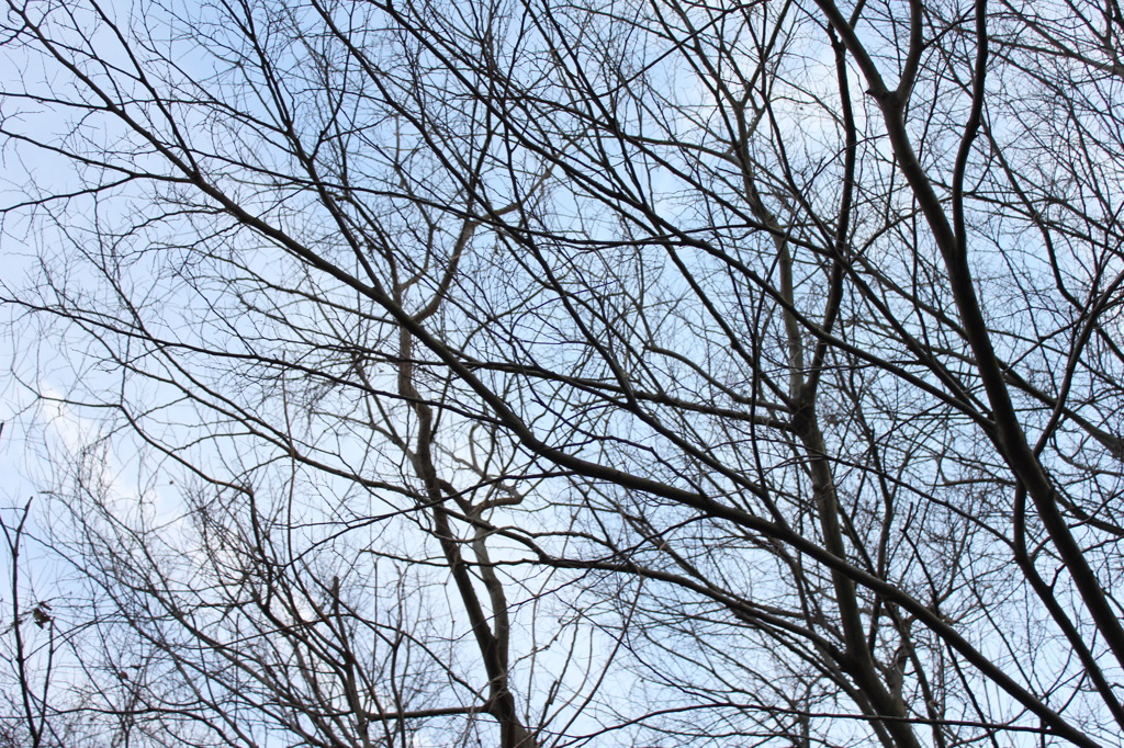 空を這う