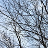 空を這う