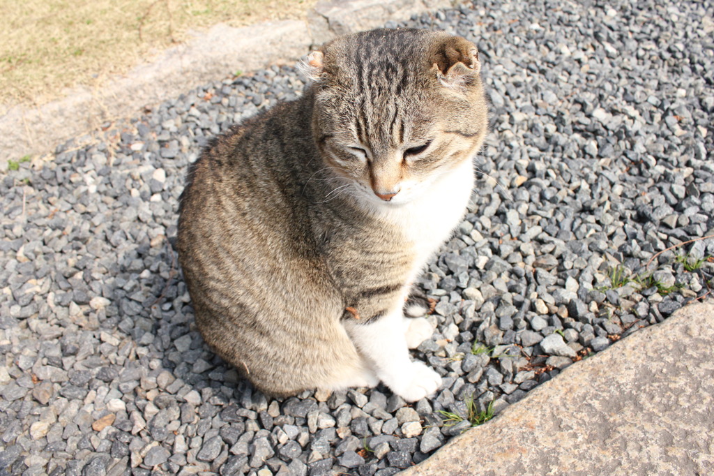 猫