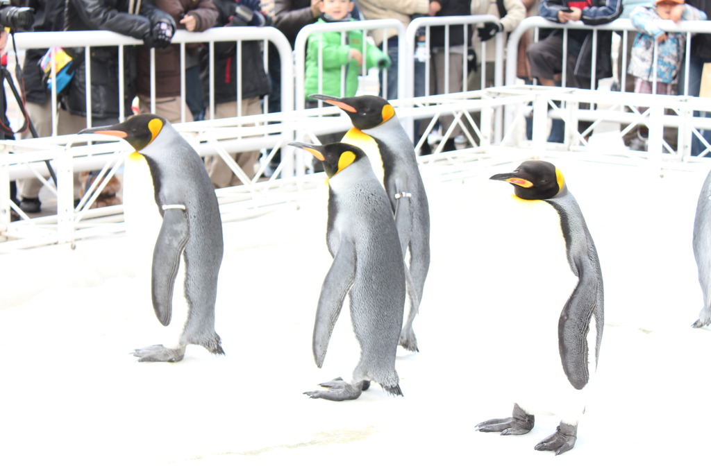 ペンギン