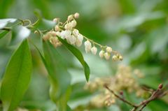 早春の花...馬酔木