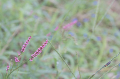 野に咲く花