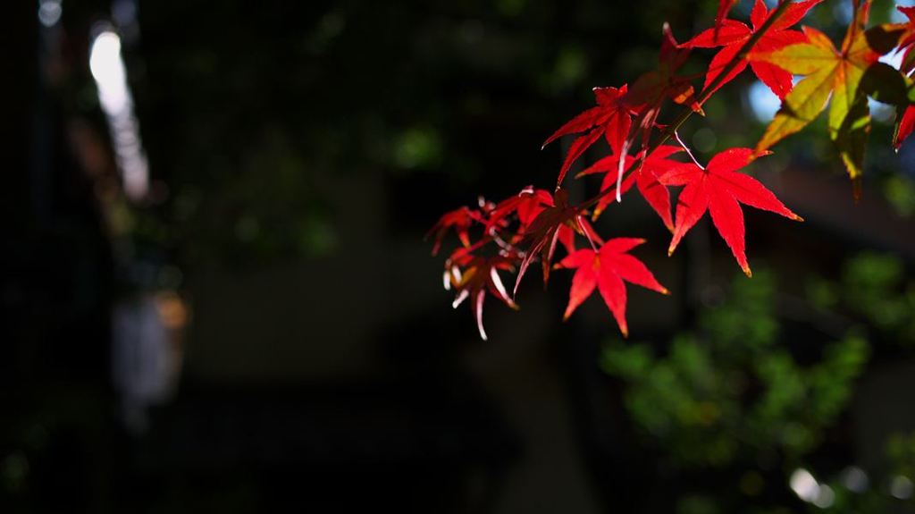 京紅葉