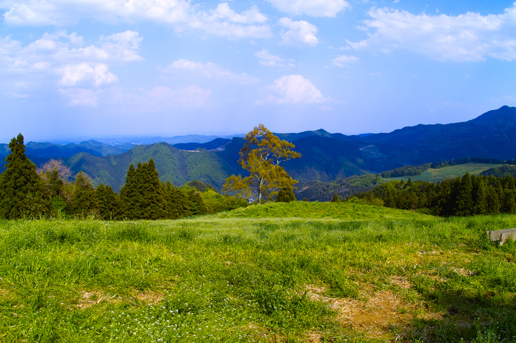 新緑の高原