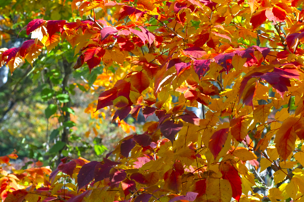 autumn colours 