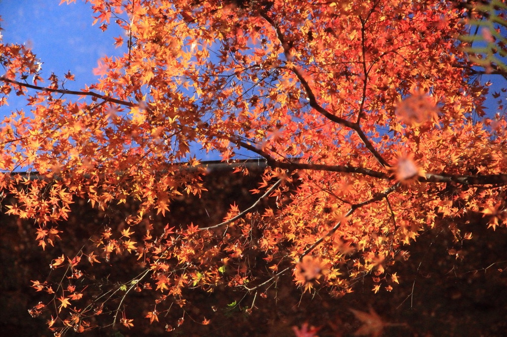 水面の紅葉