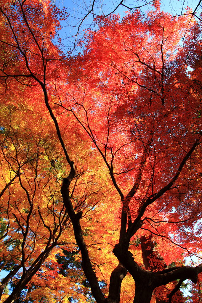 黄葉と紅葉