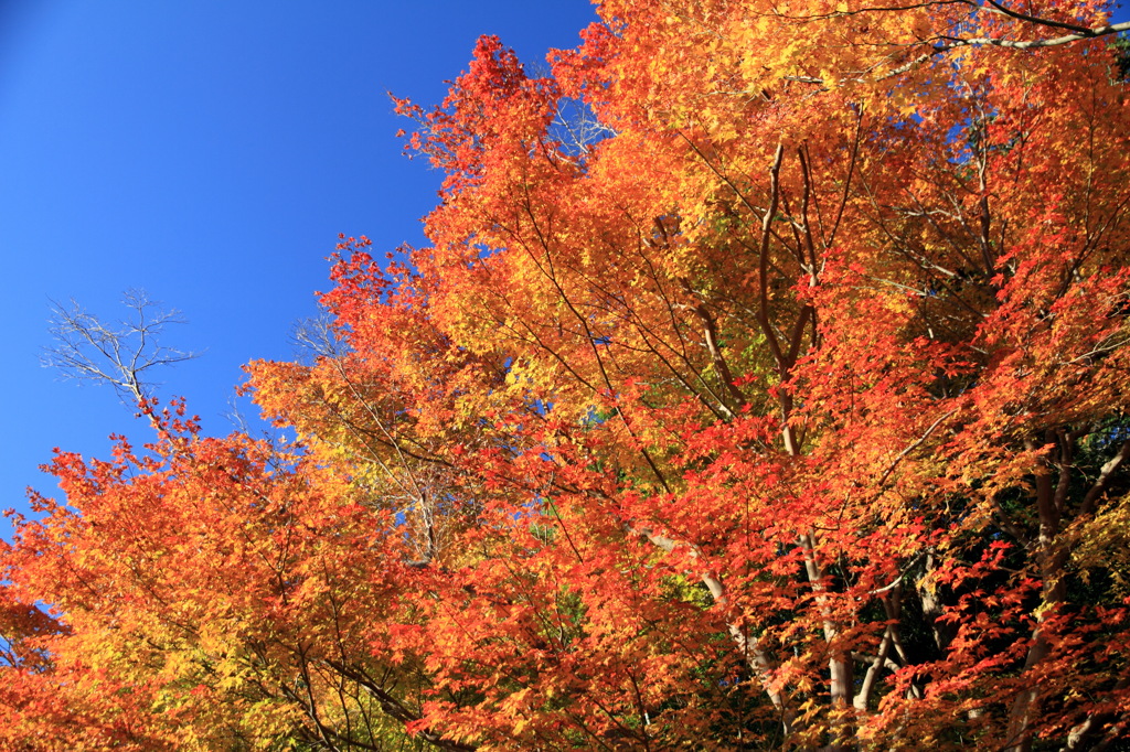 慈照寺の紅葉