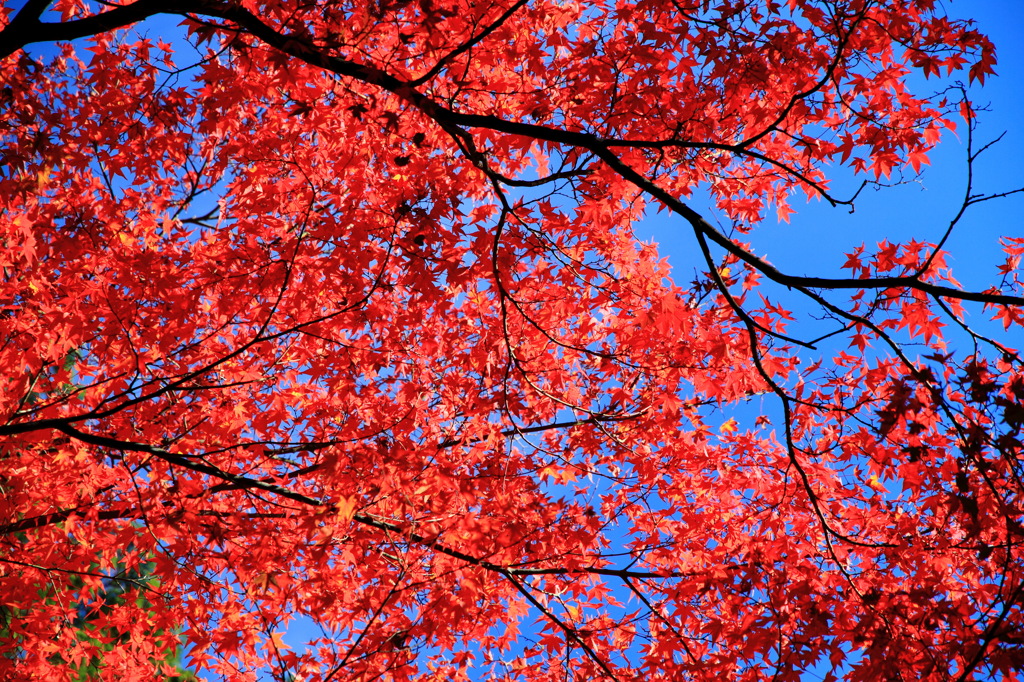 南禅寺の紅葉1