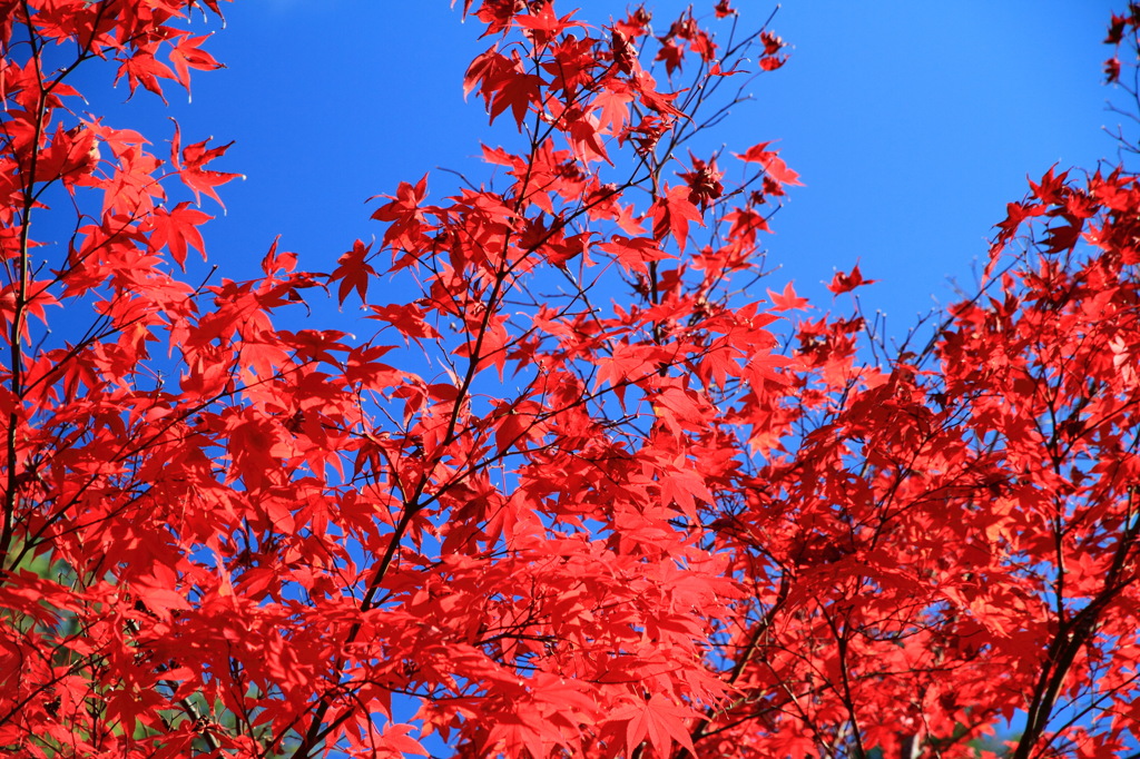 南禅寺の紅葉