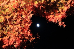 紅葉と月