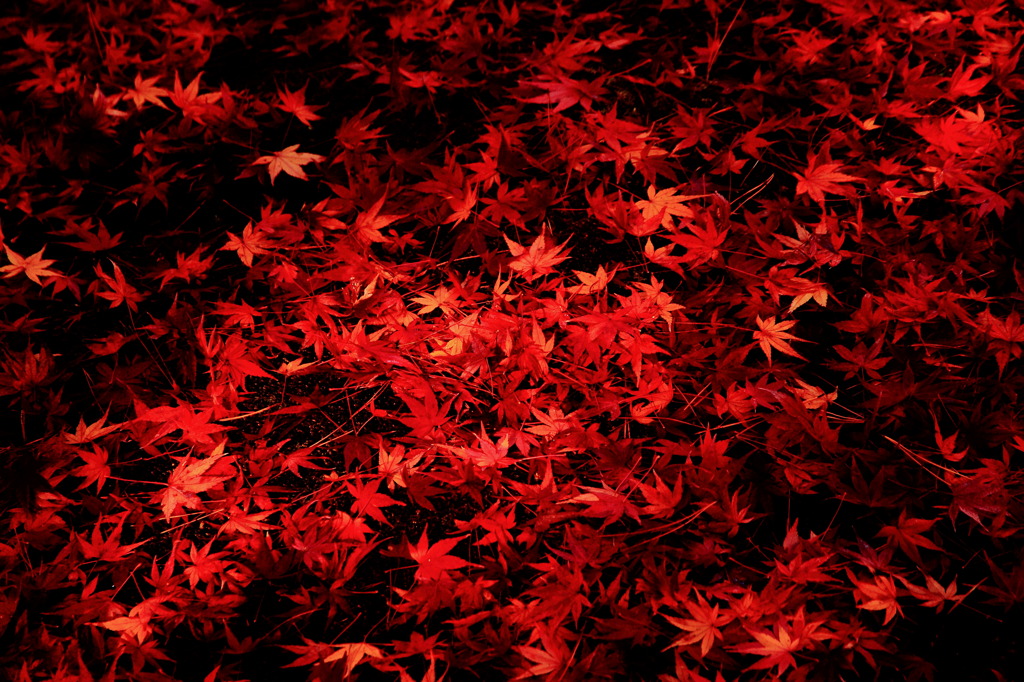 紅落葉