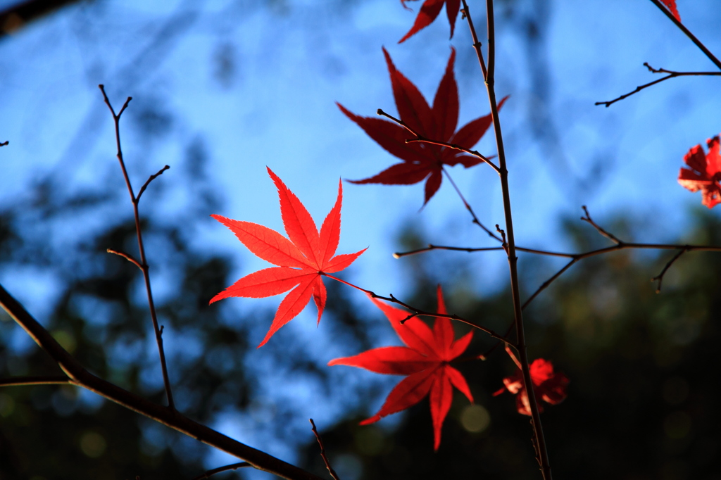 南禅寺の紅葉3