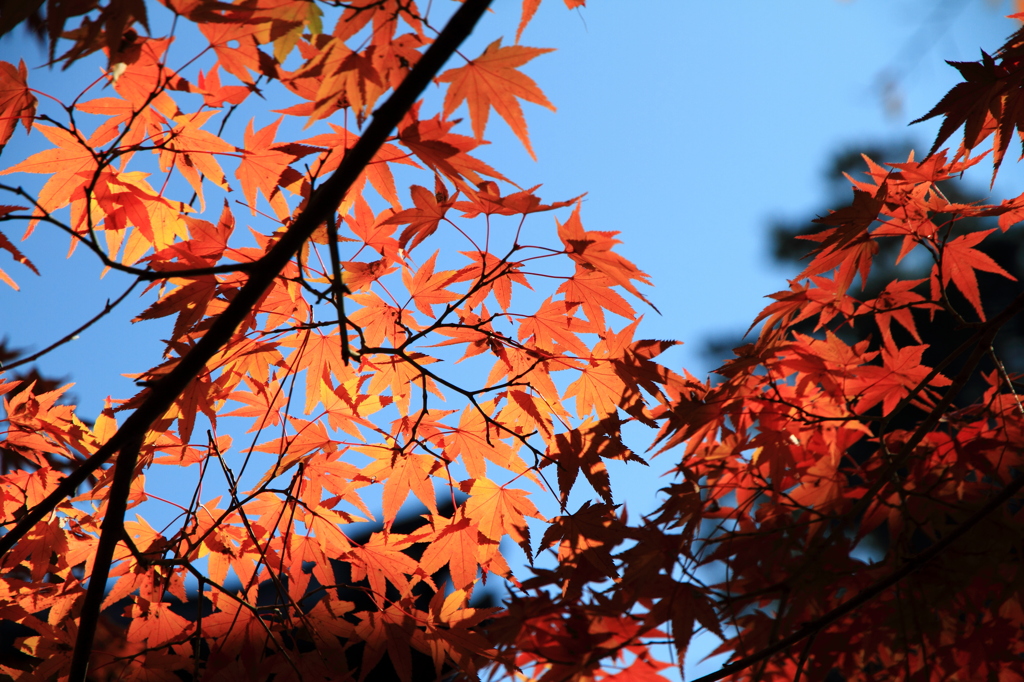 南禅寺の紅葉2