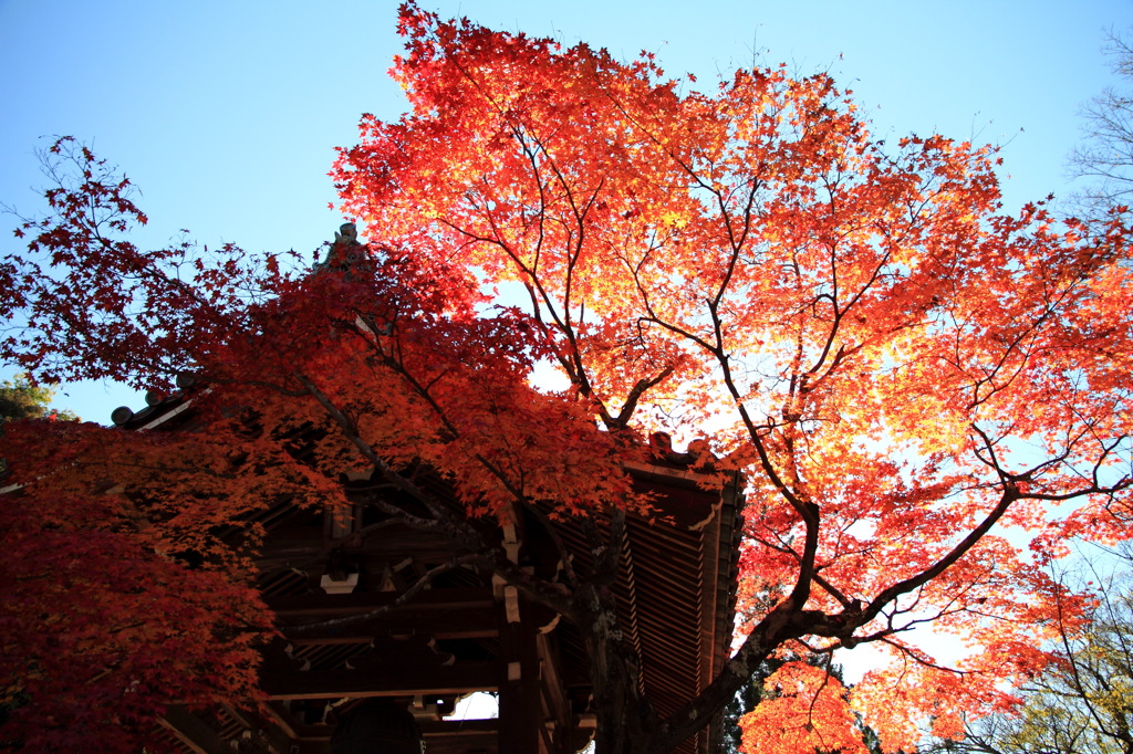 永観堂の紅葉