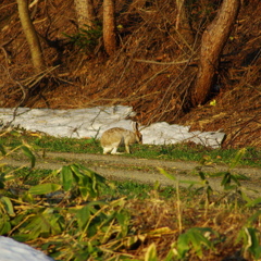 ウサギ