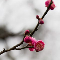 紅梅