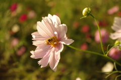 秋桜に蜜蜂