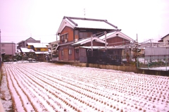 一面の雪