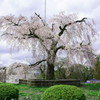 円山公園枝垂れ桜