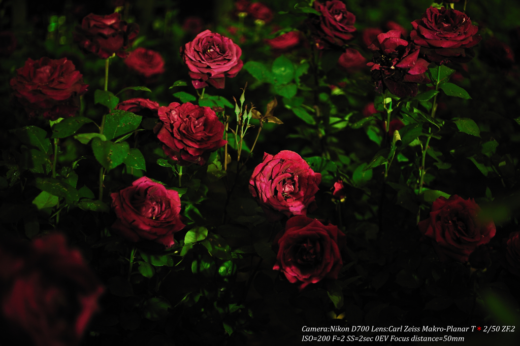Scarlet rose