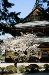 南禅寺桜